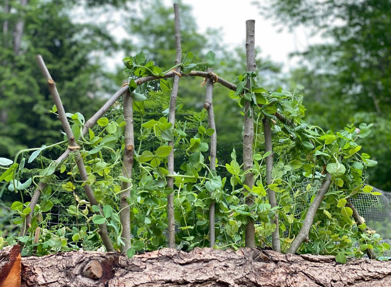 Sunshine Trellis