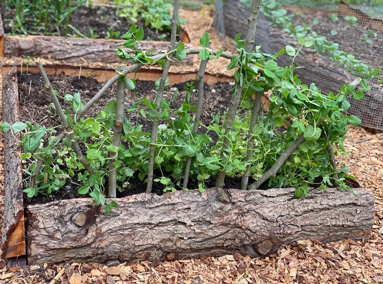 Sunshine Trellis