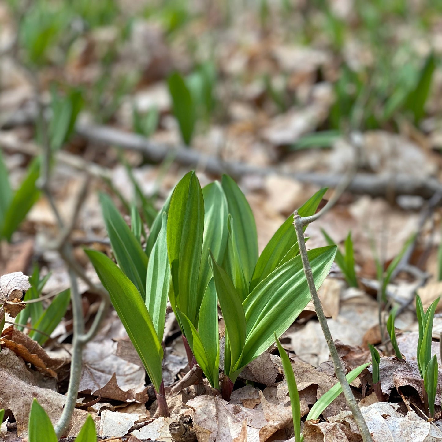 Ramps