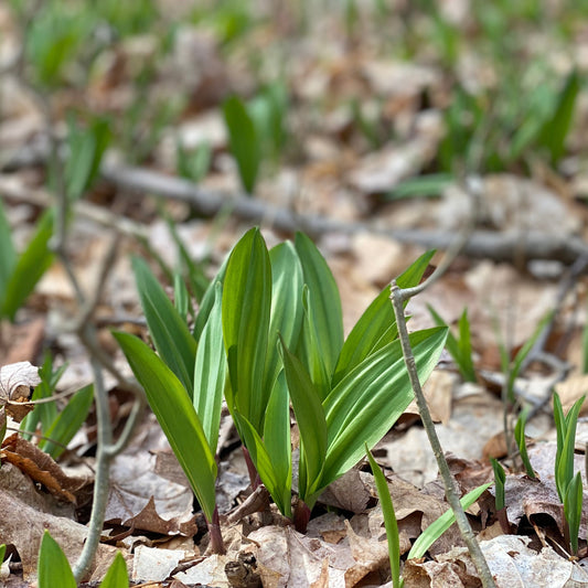 Ramps